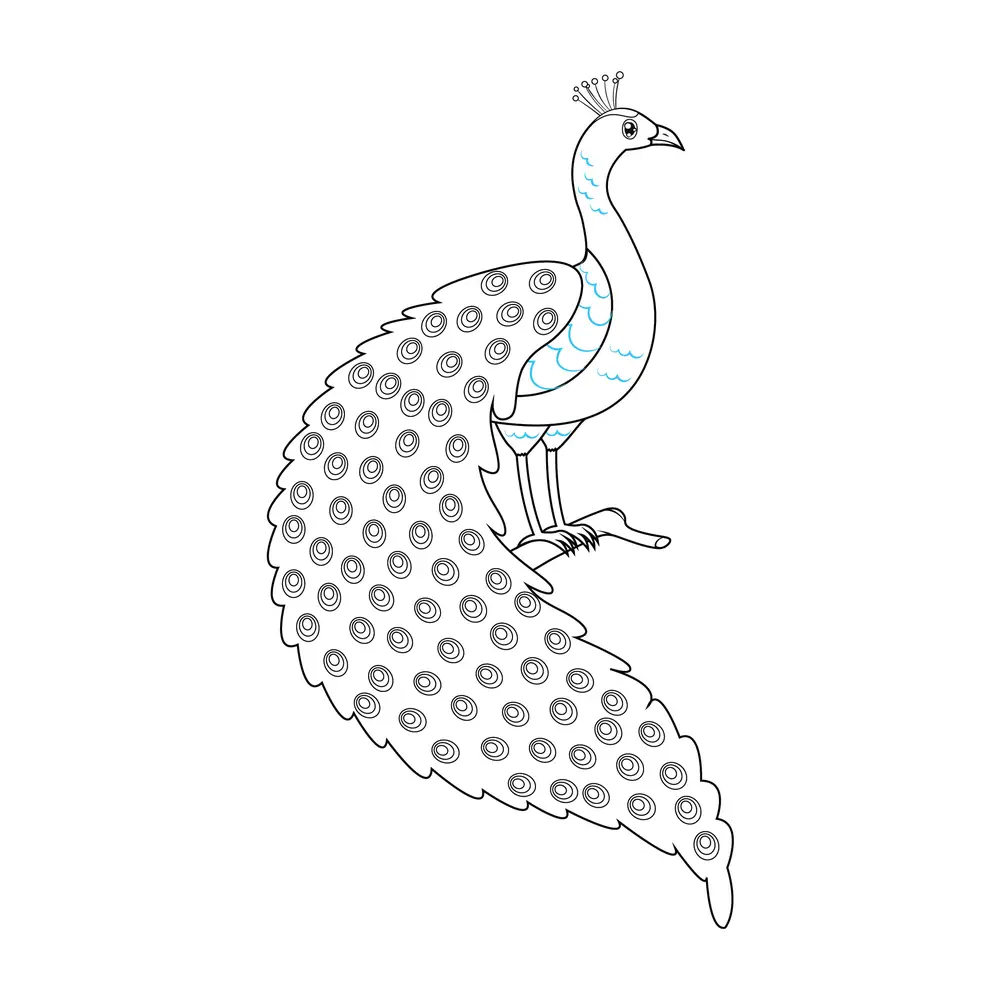 simple peacock drawings