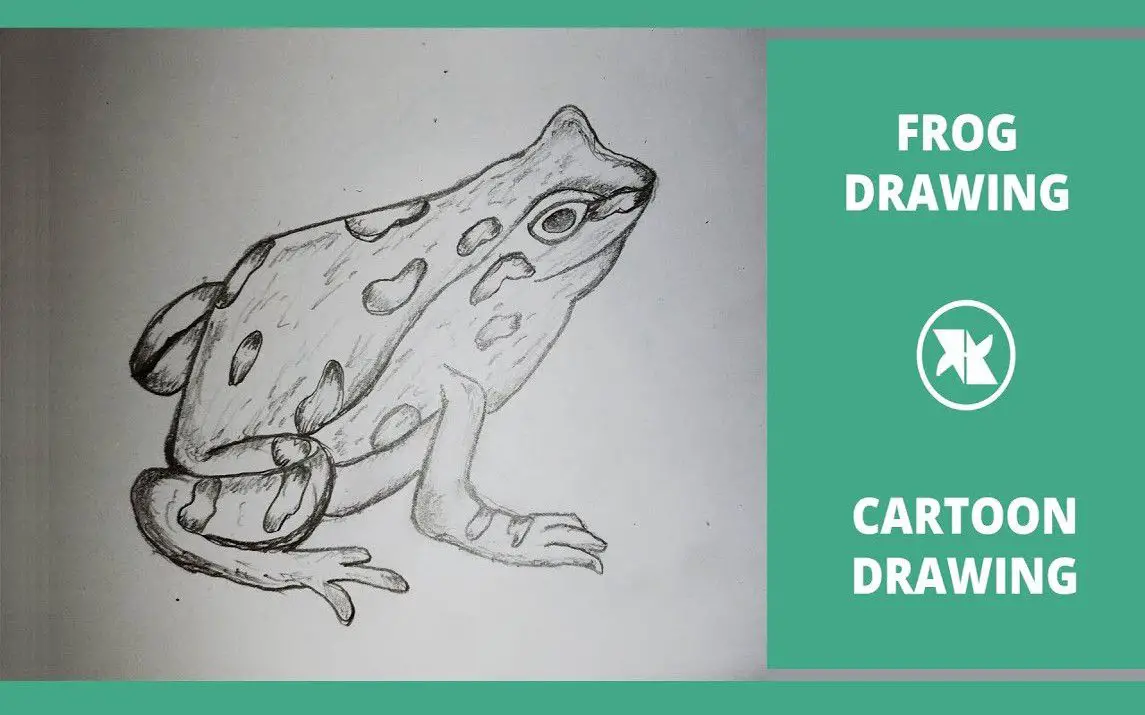 how to draw a realistic frog