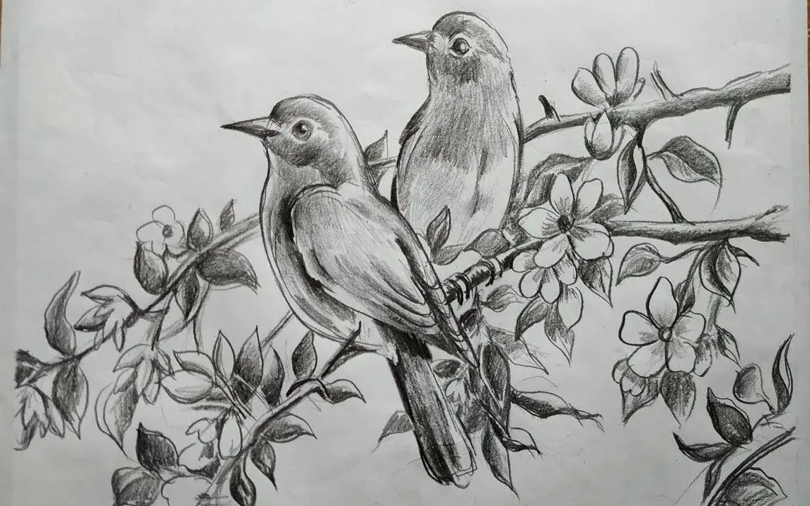 drawings in pencil of birds