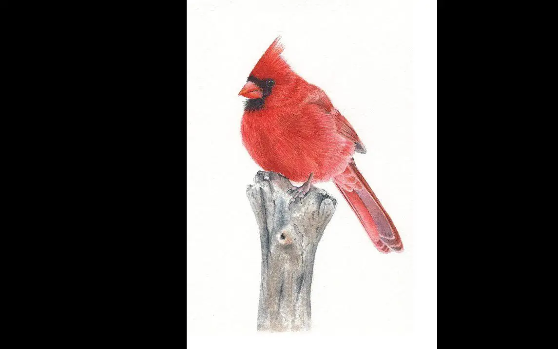 Majestic Cardinal Painting in Watercolor